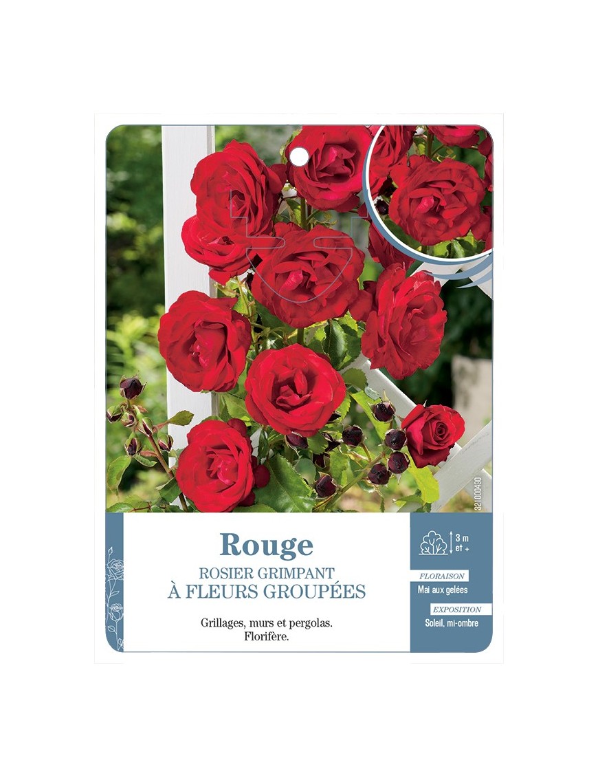 Rosier grimpant ROUGE A FLEURS GROUPEES *