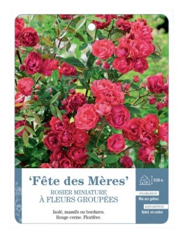 Rosier miniature FÊTE DES MÈRES *