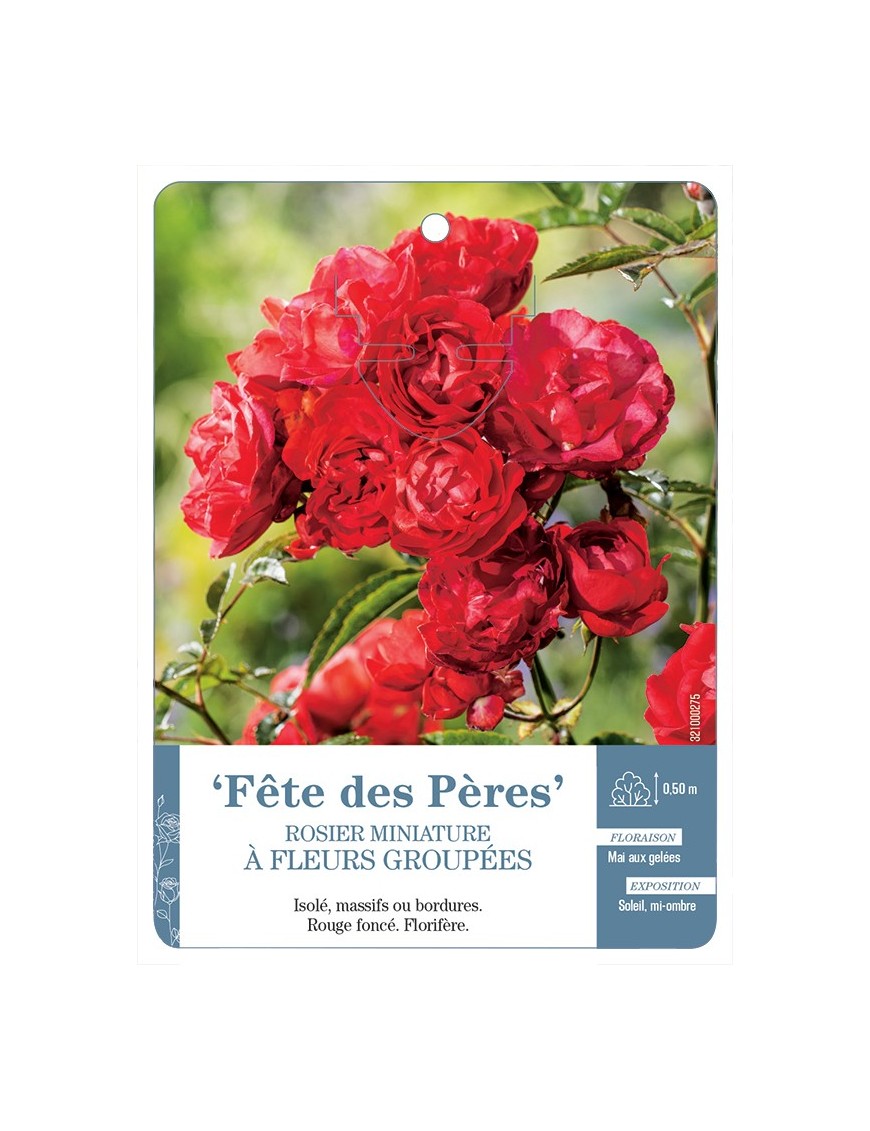 Rosier miniature FÊTE DES PÈRES *