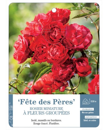 Rosier miniature FÊTE DES PÈRES *