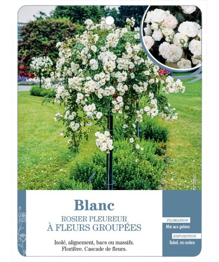 Rosier pleureur BLANC *
