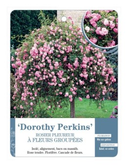 Rosier pleureur DOROTHY PERKINS *