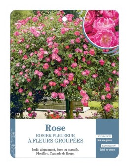 Rosier pleureur ROSE *
