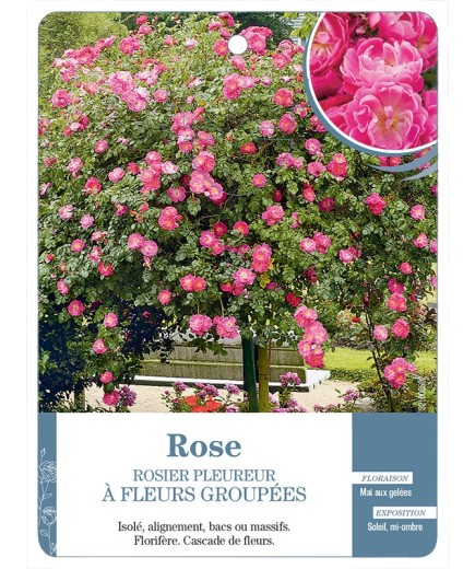 Rosier pleureur ROSE *