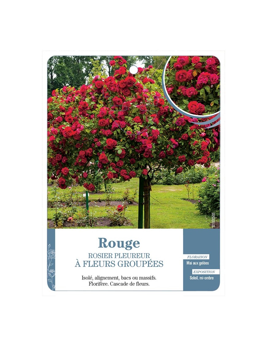 Rosier pleureur ROUGE *