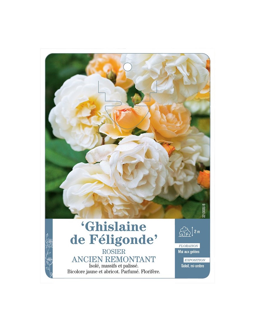 Rosier ancien remontant GHISLAINE DE FELIGONDE