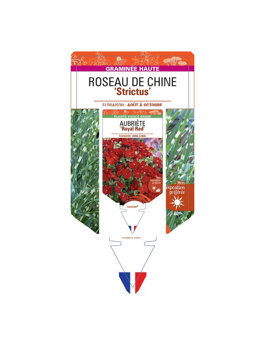 MISCANTHUS sinensis Strictus voir Roseau de Chine