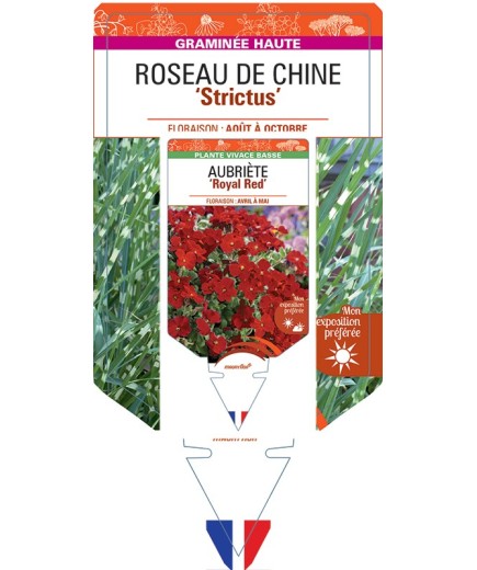 MISCANTHUS sinensis Strictus voir Roseau de Chine