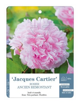 Rosier ancien JACQUES CARTIER