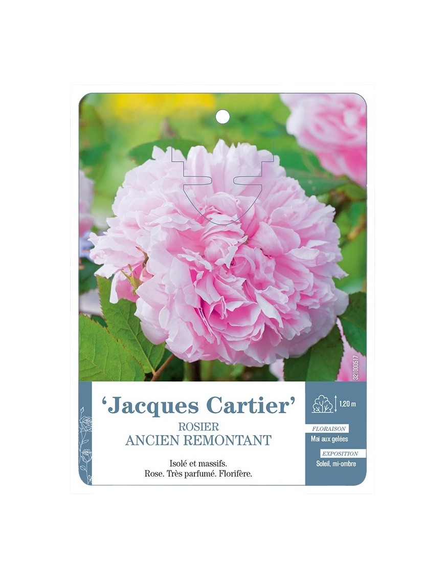 Rosier ancien JACQUES CARTIER