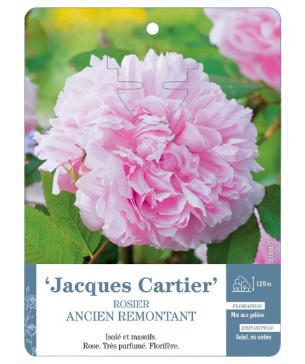 Rosier ancien JACQUES CARTIER