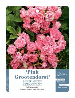 Rosier ancien RUGOSA PINK GROOTENDORST *