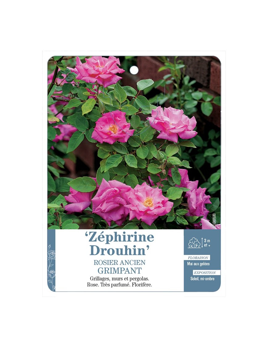 Rosier ancien ZÉPHIRINE DROUHIN Gpt *