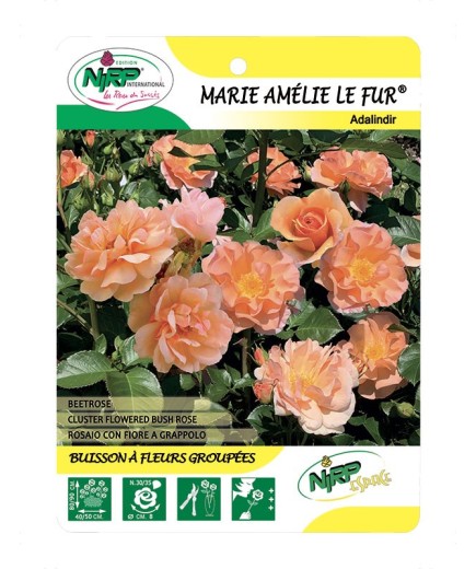 Marie Amélie Le Fur® Adalindir