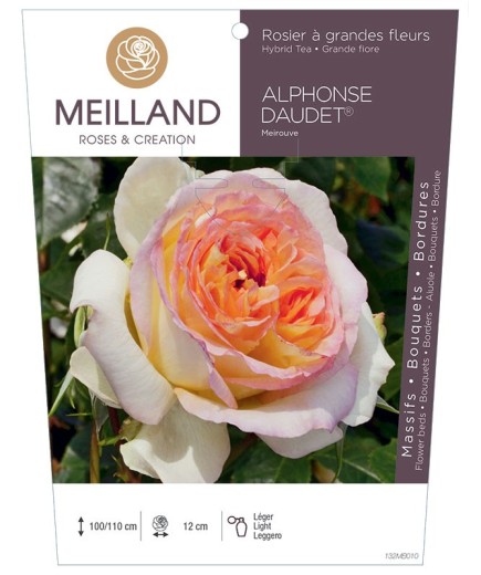 Rosier à grandes fleurs ALPHONSE DAUDET ® Meirouve