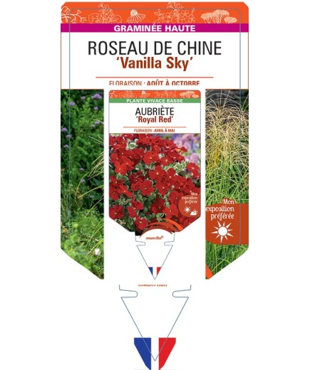 MISCANTHUS sinensis Vanilla Sky voir Roseau de Chine