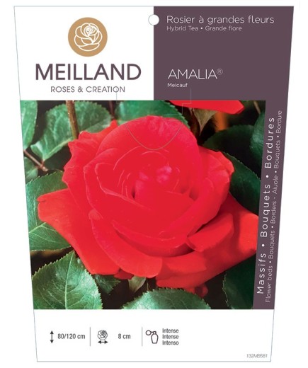 Rosier à grandes fleurs AMALIA ® Meicauf