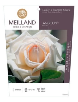 Rosier à grandes fleurs ANGGUN® Meibokir