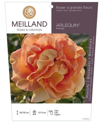 Rosier à grandes fleurs ARLEQUIN ® Meihyago