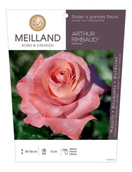 Rosier à grandes fleurs ARTHUR RIMBAUD ® Meihylvol