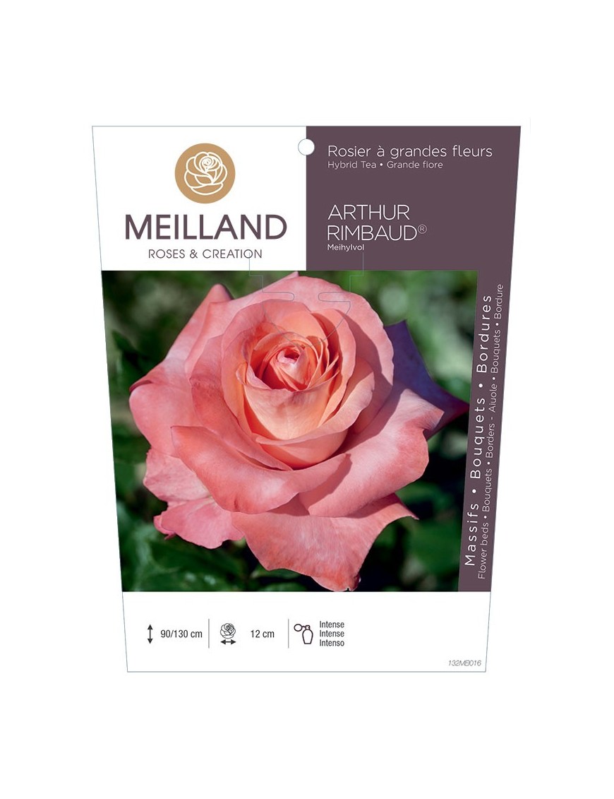 Rosier à grandes fleurs ARTHUR RIMBAUD ® Meihylvol