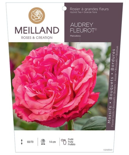 Rosier à grandes fleurs AUDREY FLEUROT ® Meicatess