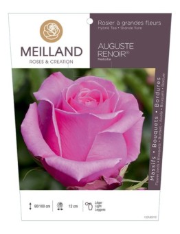 Rosier à grandes fleurs AUGUSTE RENOIR ® Meitoifar