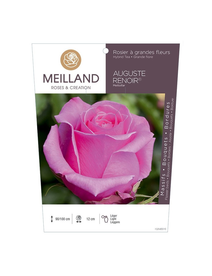 Rosier à grandes fleurs AUGUSTE RENOIR ® Meitoifar
