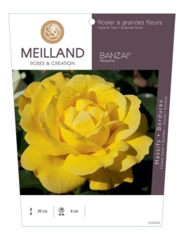 Rosier à grandes fleurs BANZAI ® Meiquitos