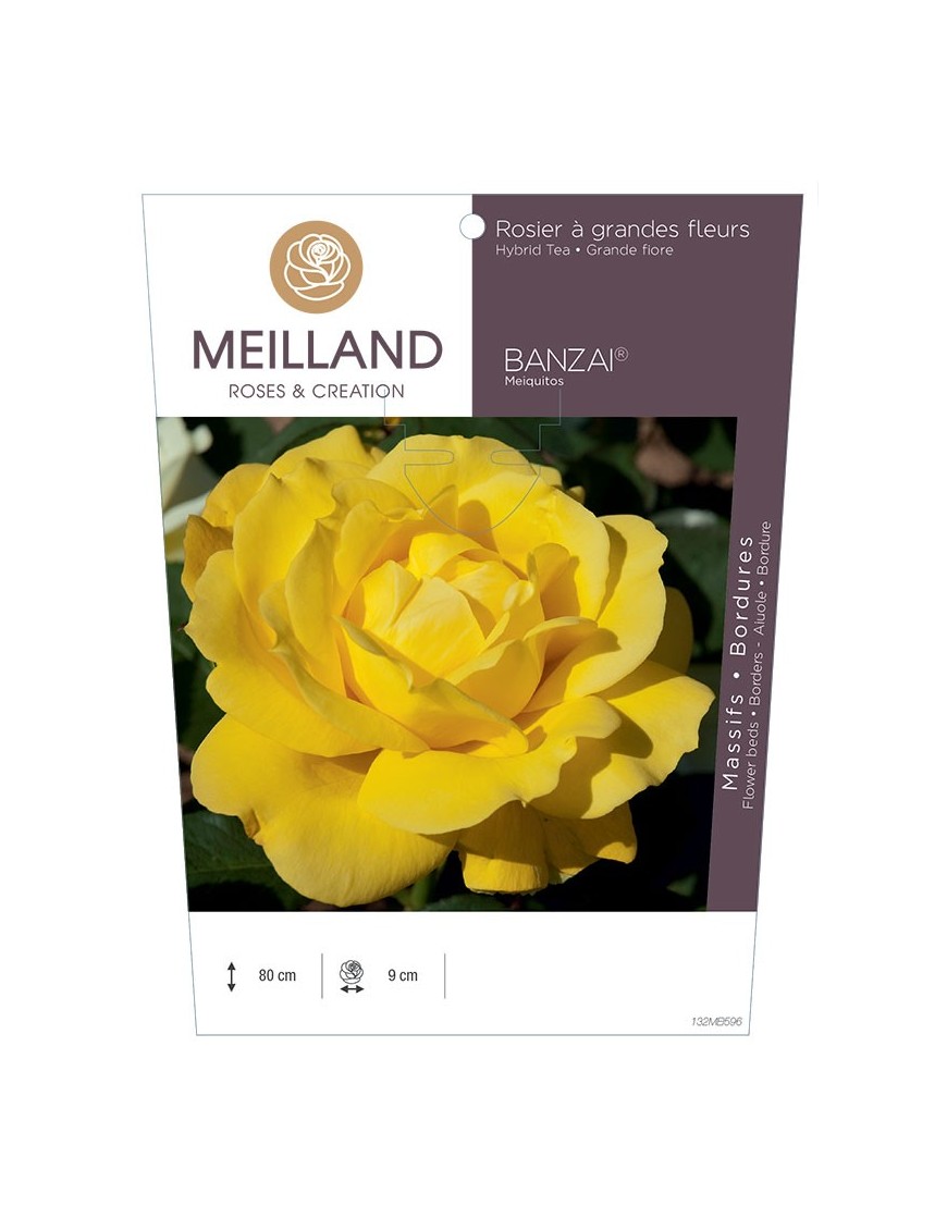 Rosier à grandes fleurs BANZAI ® Meiquitos