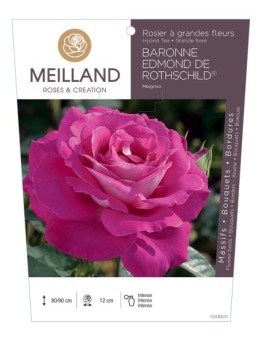 Rosier à grandes fleurs BARONNE EDMOND DE ROTHSCHILD ® Meigriso