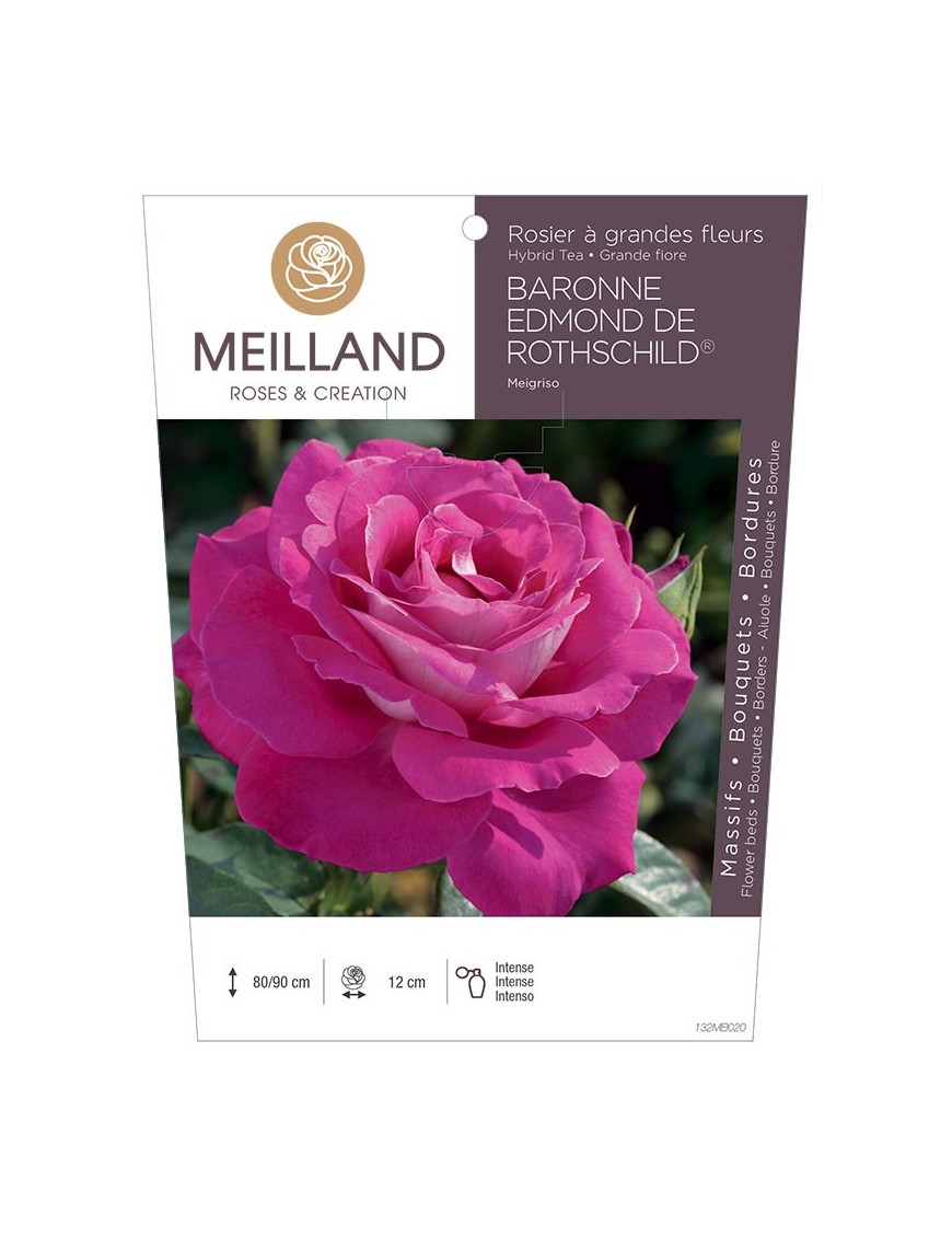 Rosier à grandes fleurs BARONNE EDMOND DE ROTHSCHILD ® Meigriso