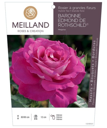 Rosier à grandes fleurs BARONNE EDMOND DE ROTHSCHILD ® Meigriso