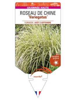 MISCANTHUS sinensis Variegatus voir Roseau de Chine