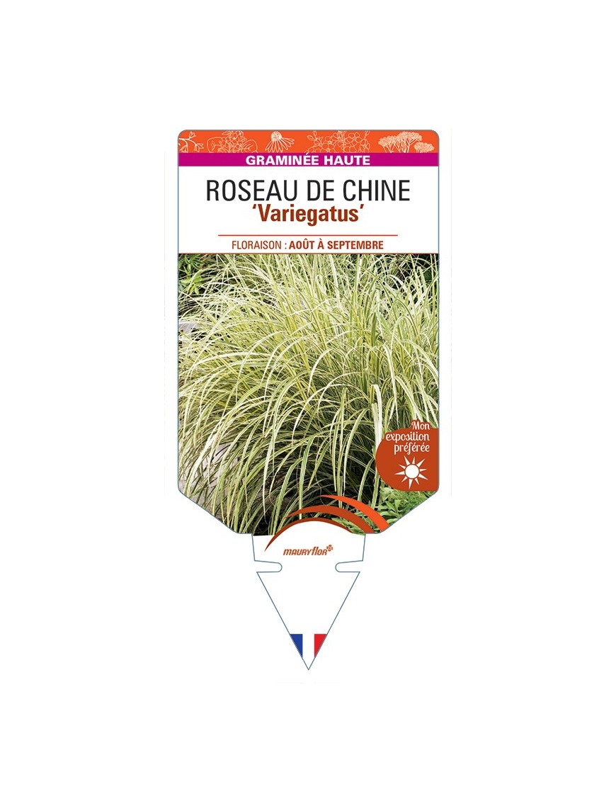 MISCANTHUS sinensis Variegatus voir Roseau de Chine