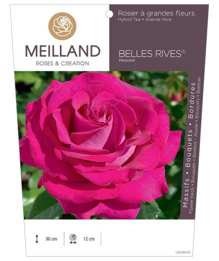 Rosier à grandes fleurs BELLES RIVES ® Meizolnil