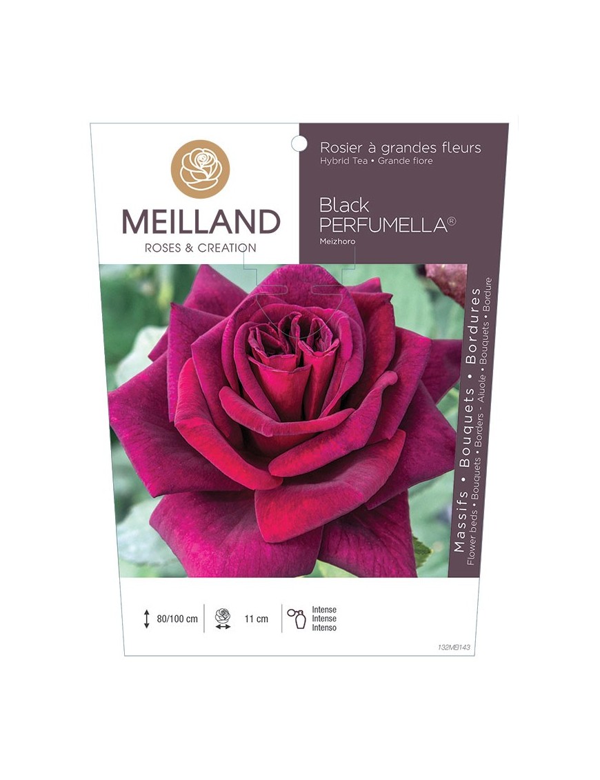 Rosier à grandes fleurs Black PERFUMELLA ® Meizhoro