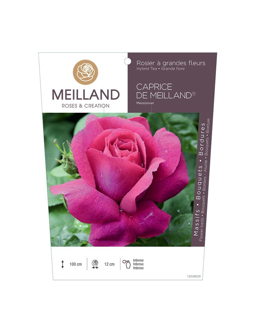 Rosier à grandes fleurs CAPRICE DE MEILLAND ® Meisionver