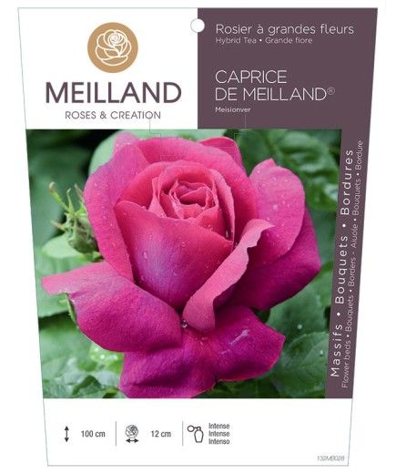 Rosier à grandes fleurs CAPRICE DE MEILLAND ® Meisionver