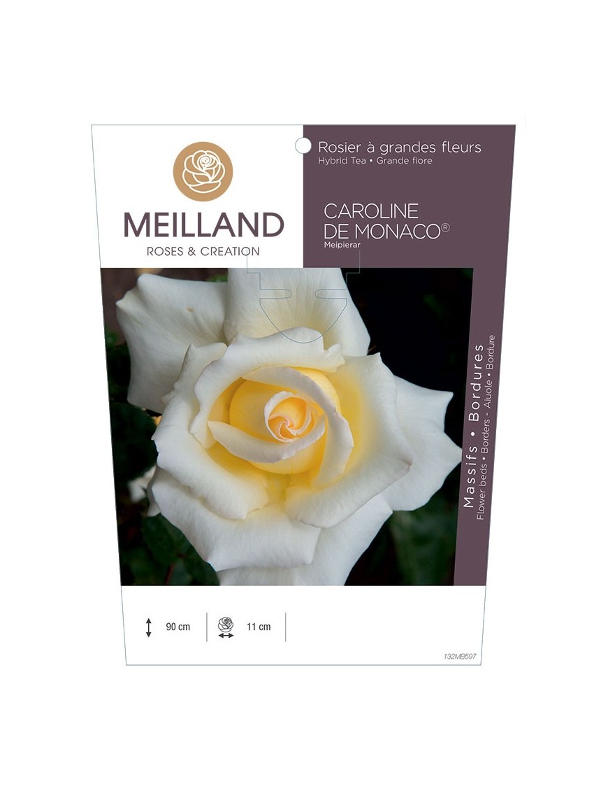 Rosier à grandes fleurs CAROLINE DE MONACO ® Meipierar