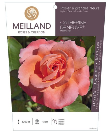 Rosier à grandes fleurs CATHERINE DENEUVE ® Meipraserpi