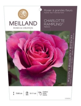 Rosier à grandes fleurs CHARLOTTE RAMPLING ® Meihirvin