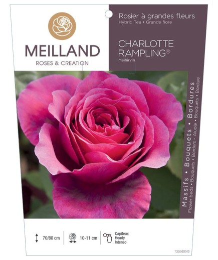 Rosier à grandes fleurs CHARLOTTE RAMPLING ® Meihirvin