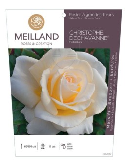 Rosier à grandes fleurs CHRISTOPHE DECHAVANNES ® Meibarbaru