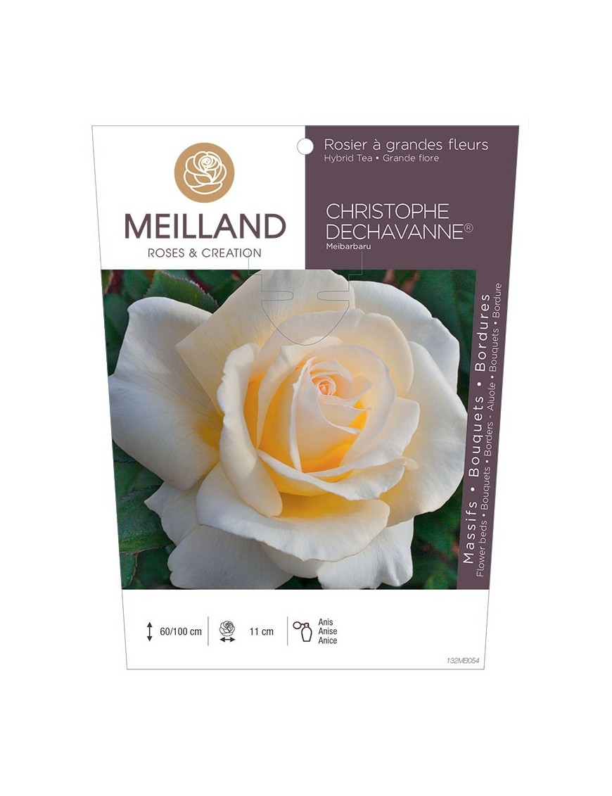 Rosier à grandes fleurs CHRISTOPHE DECHAVANNES ® Meibarbaru