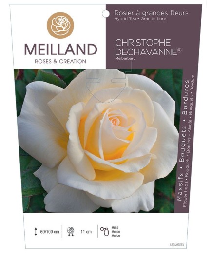 Rosier à grandes fleurs CHRISTOPHE DECHAVANNES ® Meibarbaru