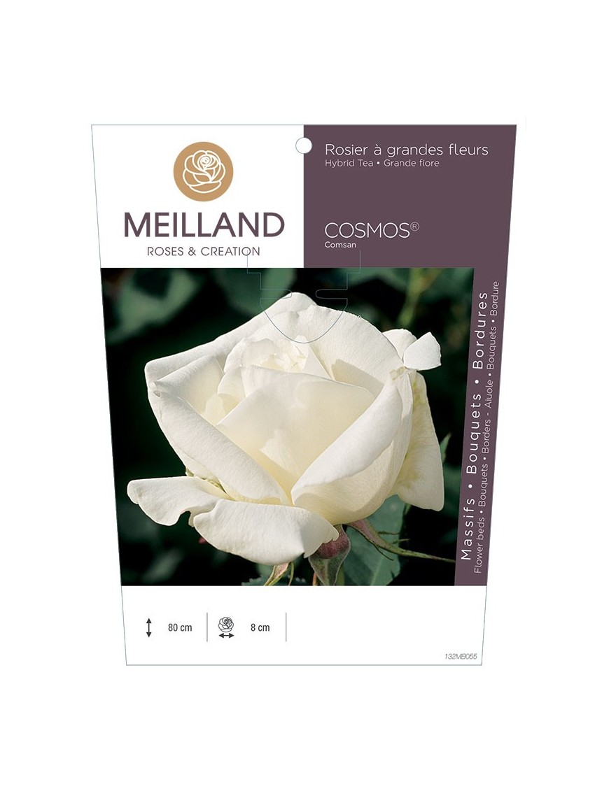 Rosier à grandes fleurs COSMOS ® Comsan