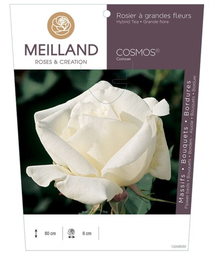 Rosier à grandes fleurs COSMOS ® Comsan