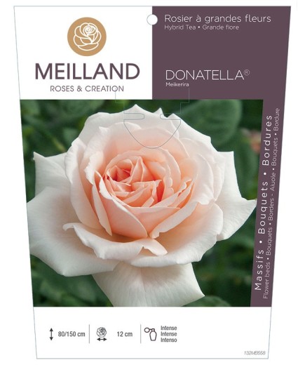 Rosier à grandes fleurs DONATELLA ® Meikerira