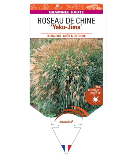 MISCANTHUS sinensis Yaku-Jima voir Roseau de Chine